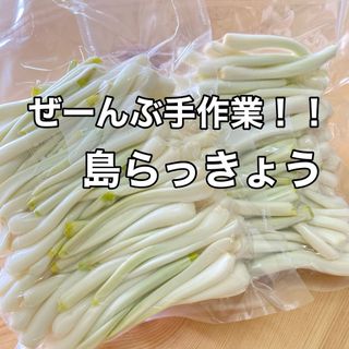 全て手作業　島らっきょう　 500グラム(野菜)