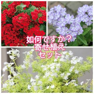 宿根草多年草 バーベナ『スーパーベナアイストゥインクル＆レッド＆ライムオーレア』(その他)