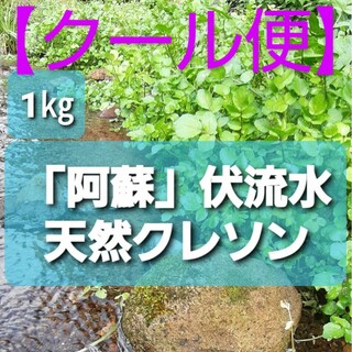 【クール便】【阿蘇】天然クレソン１キロ(野菜)