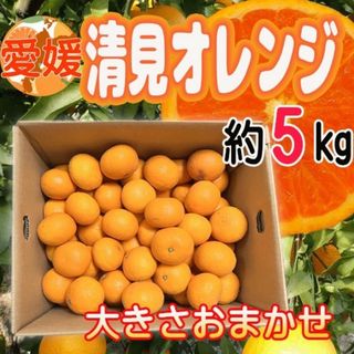 愛媛県産　清見オレンジ　大きさおまかせ　約5kg(フルーツ)