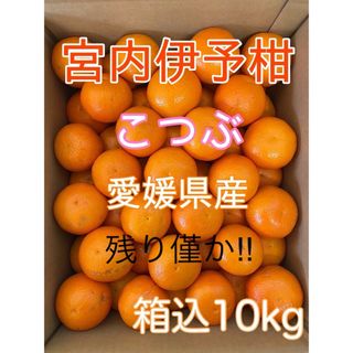 【残り僅か‼︎】愛媛県産 宮内伊予柑 小粒（2S）箱込み10kg(フルーツ)