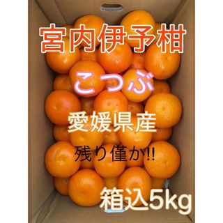 【残り僅か‼︎】愛媛県産 宮内伊予柑 小粒（2S）箱込み5kg(フルーツ)