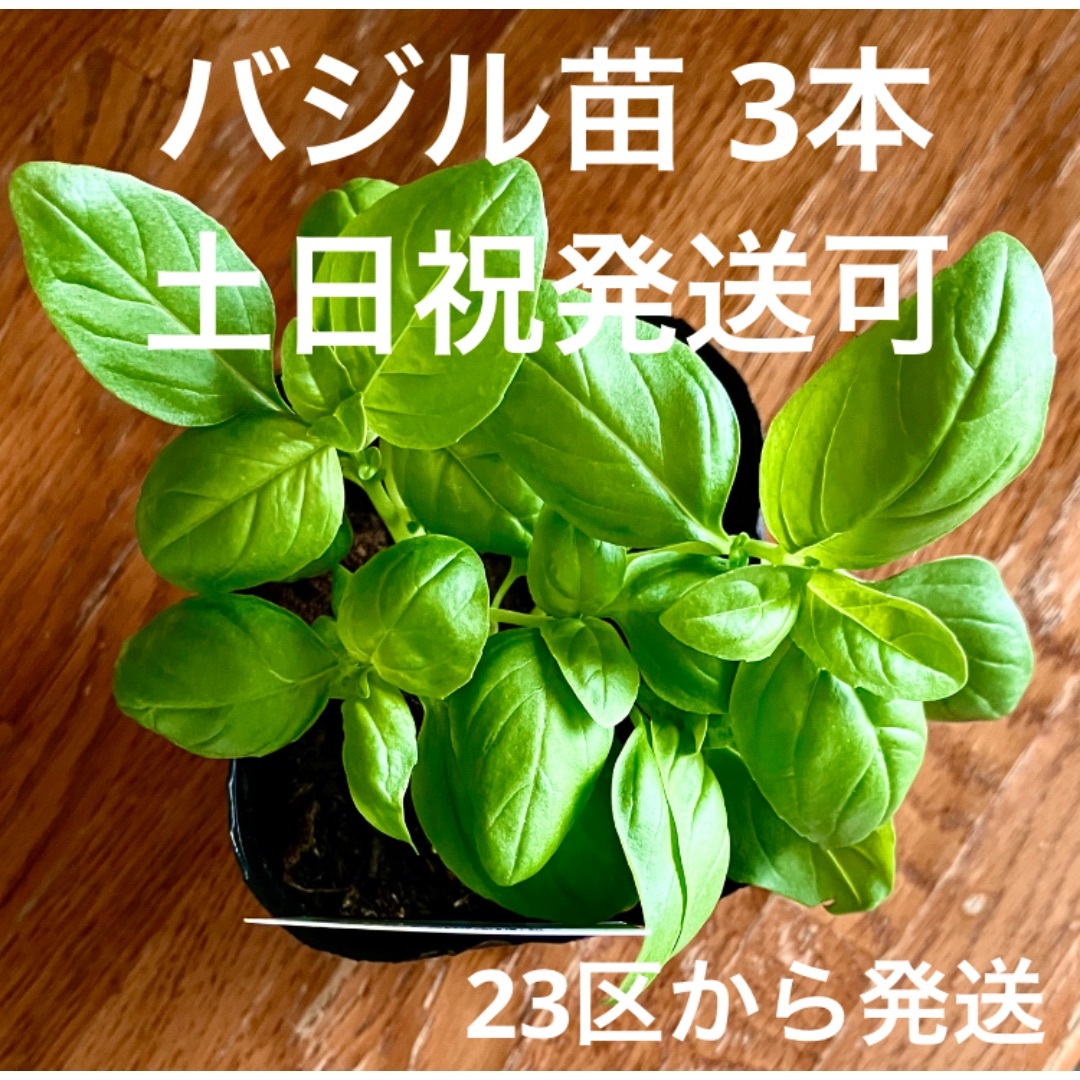 バジル　苗　6本　23区から発送 食品/飲料/酒の食品(その他)の商品写真