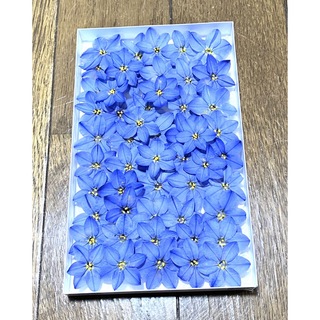 ⑦ 銀の紫陽花のお花畑で咲いた青く涼やかなイフェイオン50upです‼️(ドライフラワー)