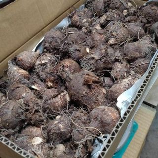 【親芋(皮あり)】黄金里芋 女早生芋 宅急便 10kg さといも サトイモ 山芋(野菜)