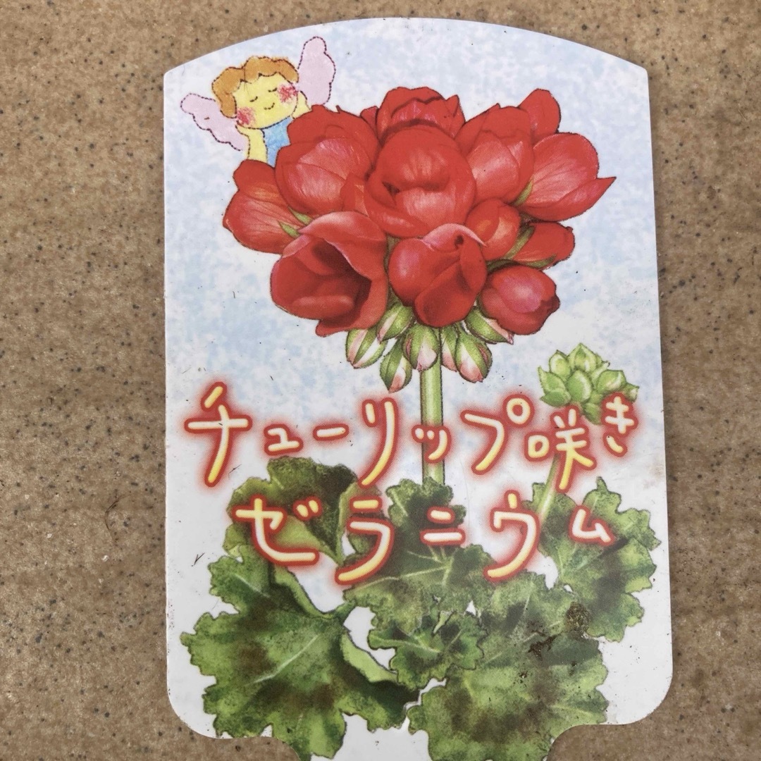 値下　ゼラニウム　チュリップ咲き　レッドパンドラ　根つき　花蕾つき ハンドメイドのフラワー/ガーデン(その他)の商品写真