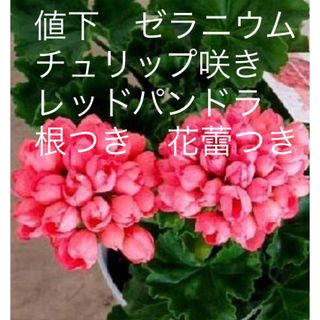 値下　ゼラニウム　チュリップ咲き　レッドパンドラ　根つき　花蕾つき(その他)