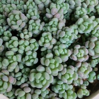 多肉植物  パープルヘイズ 30カット(その他)