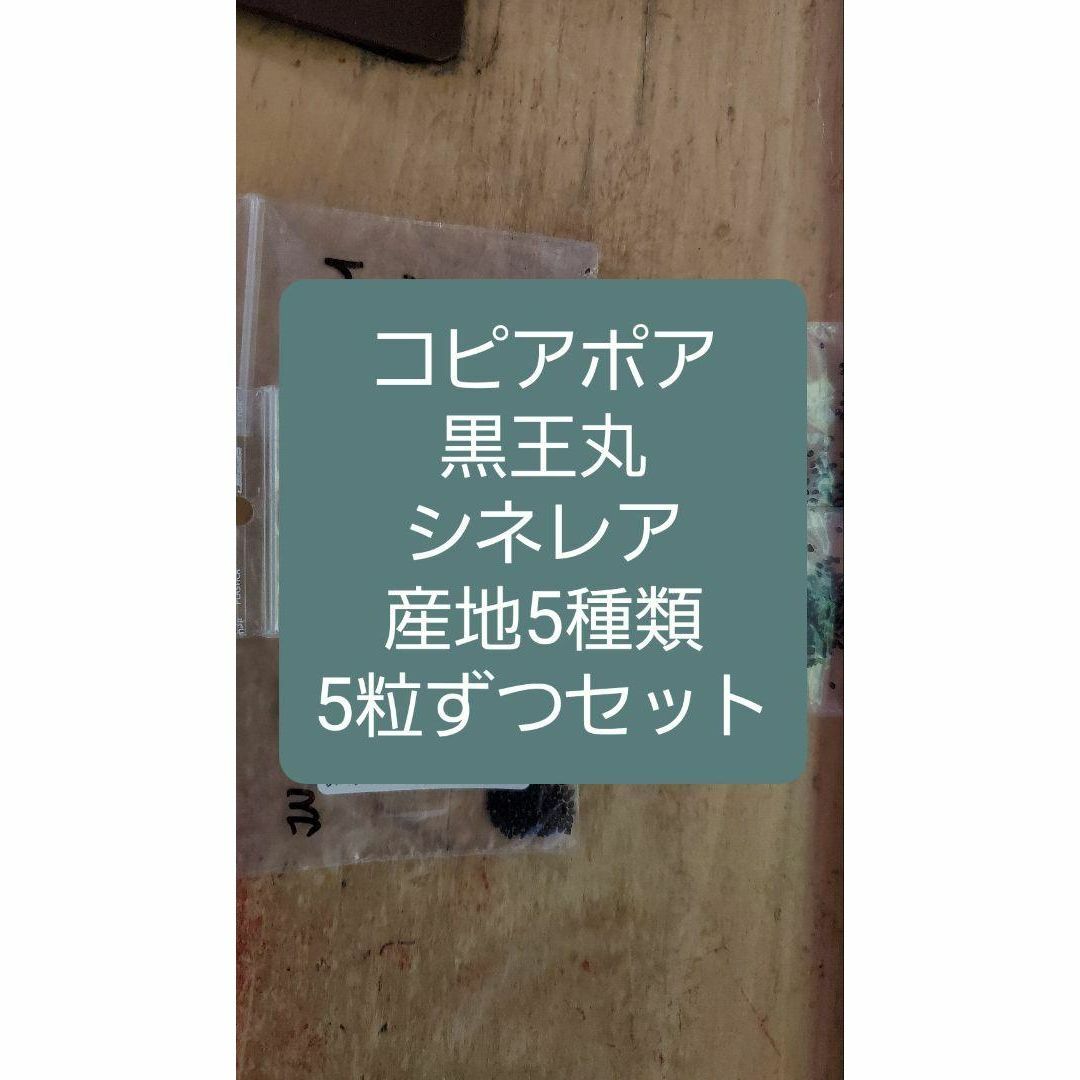 コピアポア　シネレア 黒王丸　5産地 各５粒ずつセット ハンドメイドのフラワー/ガーデン(その他)の商品写真