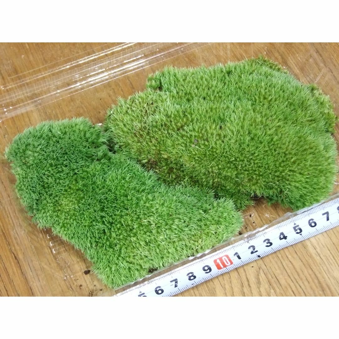 ホソバオキナゴケ　Lサイズ（22cm×14cm×4.5cm) No.63 ハンドメイドのフラワー/ガーデン(その他)の商品写真