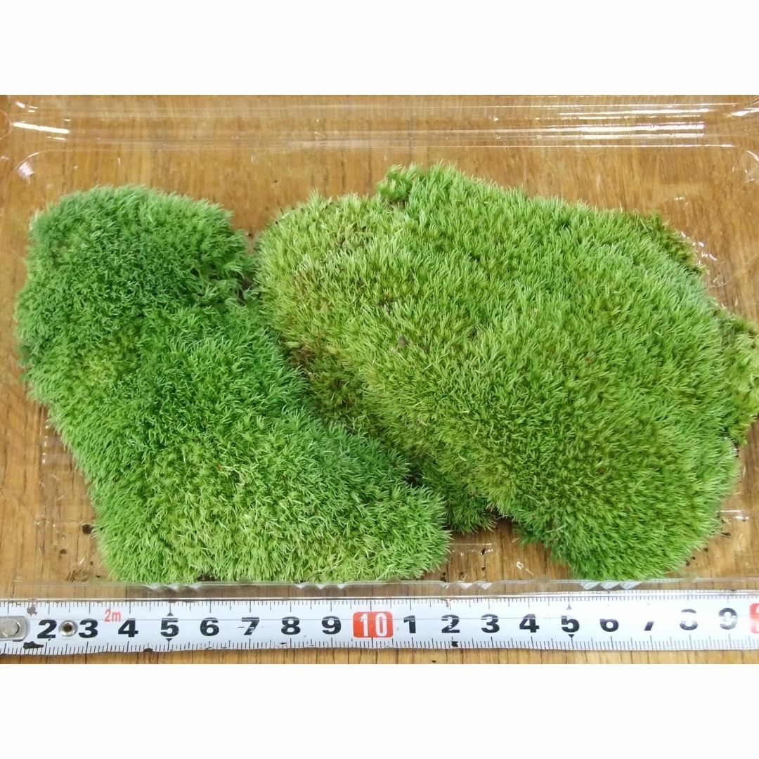ホソバオキナゴケ　Lサイズ（22cm×14cm×4.5cm) No.63 ハンドメイドのフラワー/ガーデン(その他)の商品写真