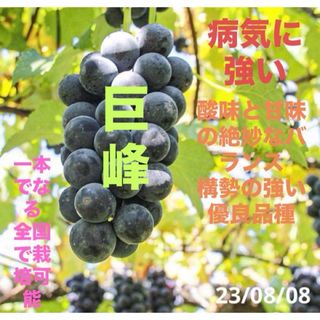 巨峰の挿し木苗　2年目苗(その他)