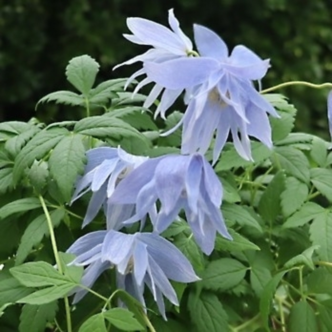 🌼人気ツル性多年草🌼Clematis macropetalaウェッセルトン ハンドメイドのフラワー/ガーデン(その他)の商品写真