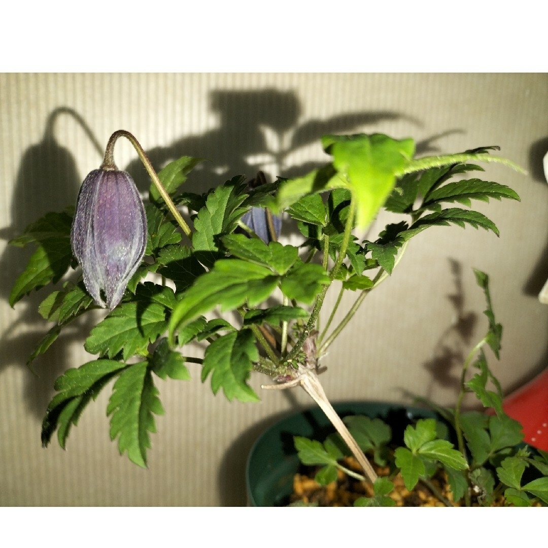 🌼人気ツル性多年草🌼Clematis macropetalaウェッセルトン ハンドメイドのフラワー/ガーデン(その他)の商品写真