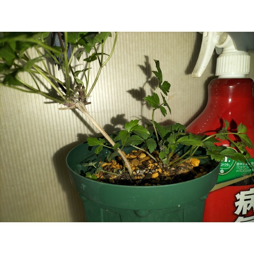 🌼人気ツル性多年草🌼Clematis macropetalaウェッセルトン ハンドメイドのフラワー/ガーデン(その他)の商品写真