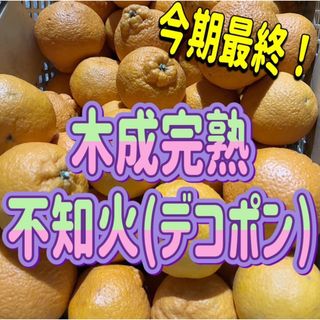 デコポン　不知火　木なり完熟　ご家庭用　約5キロ(フルーツ)