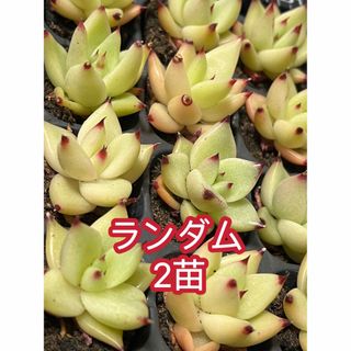 多肉植物  シャンパンエボニー　2苗セット 根付き苗 エケベリア 寄せ植え(その他)