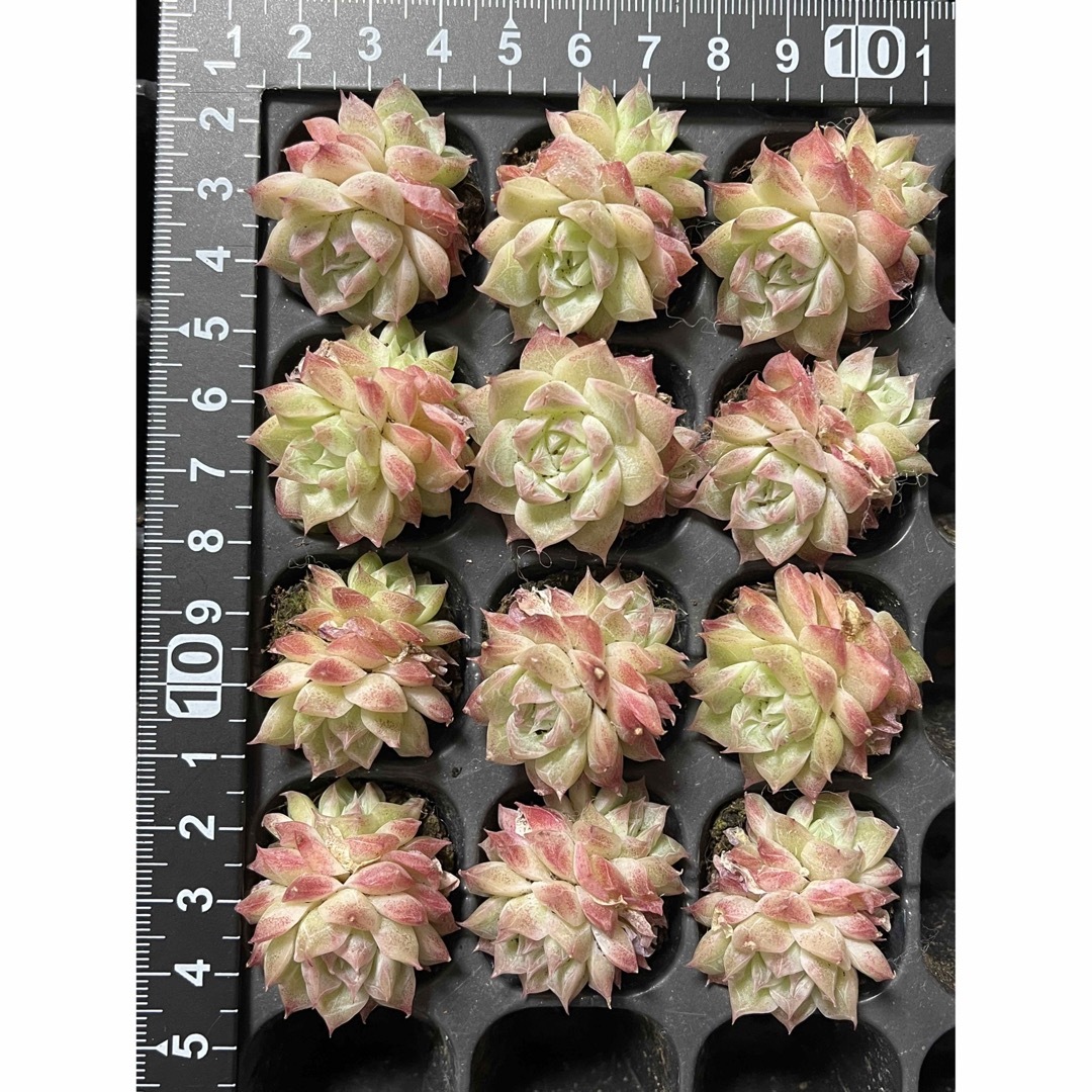 双頭 レッドクイーン 2苗セット 根付き苗 多肉植物 エケベリア 寄せ植え ハンドメイドのフラワー/ガーデン(その他)の商品写真