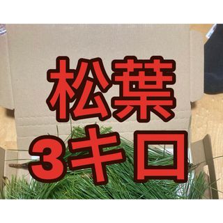 3000g 即購入可　即日発送　岡山県　黒松　枝付き松葉　農薬：栽培期間中不使用(野菜)