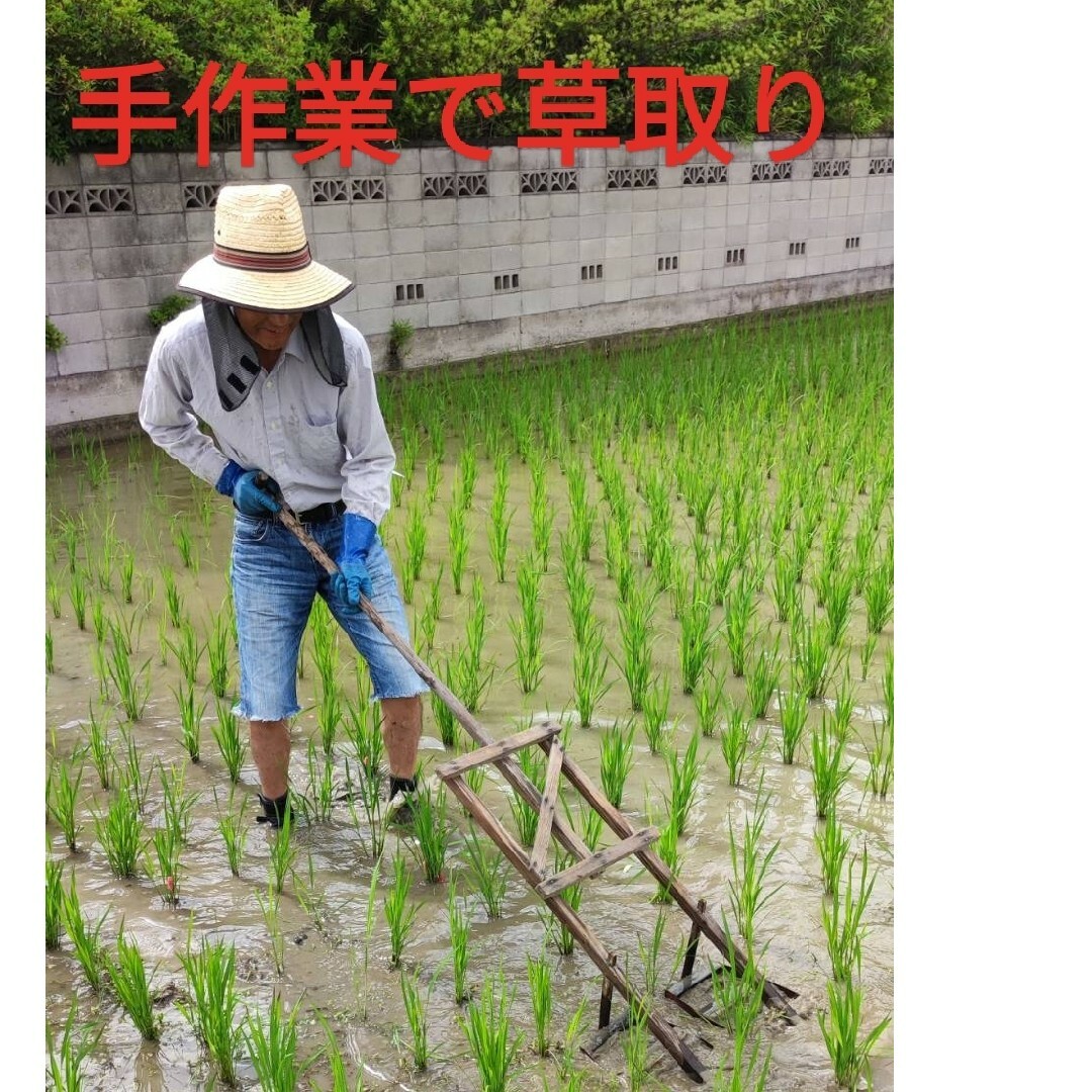 古代米500ｇ(黒米・朝紫)自然栽培 食品/飲料/酒の食品(米/穀物)の商品写真