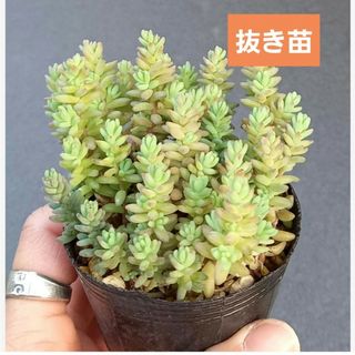 ①多肉植物　セダム　★ ミルキーウェイ★ 抜き苗(その他)