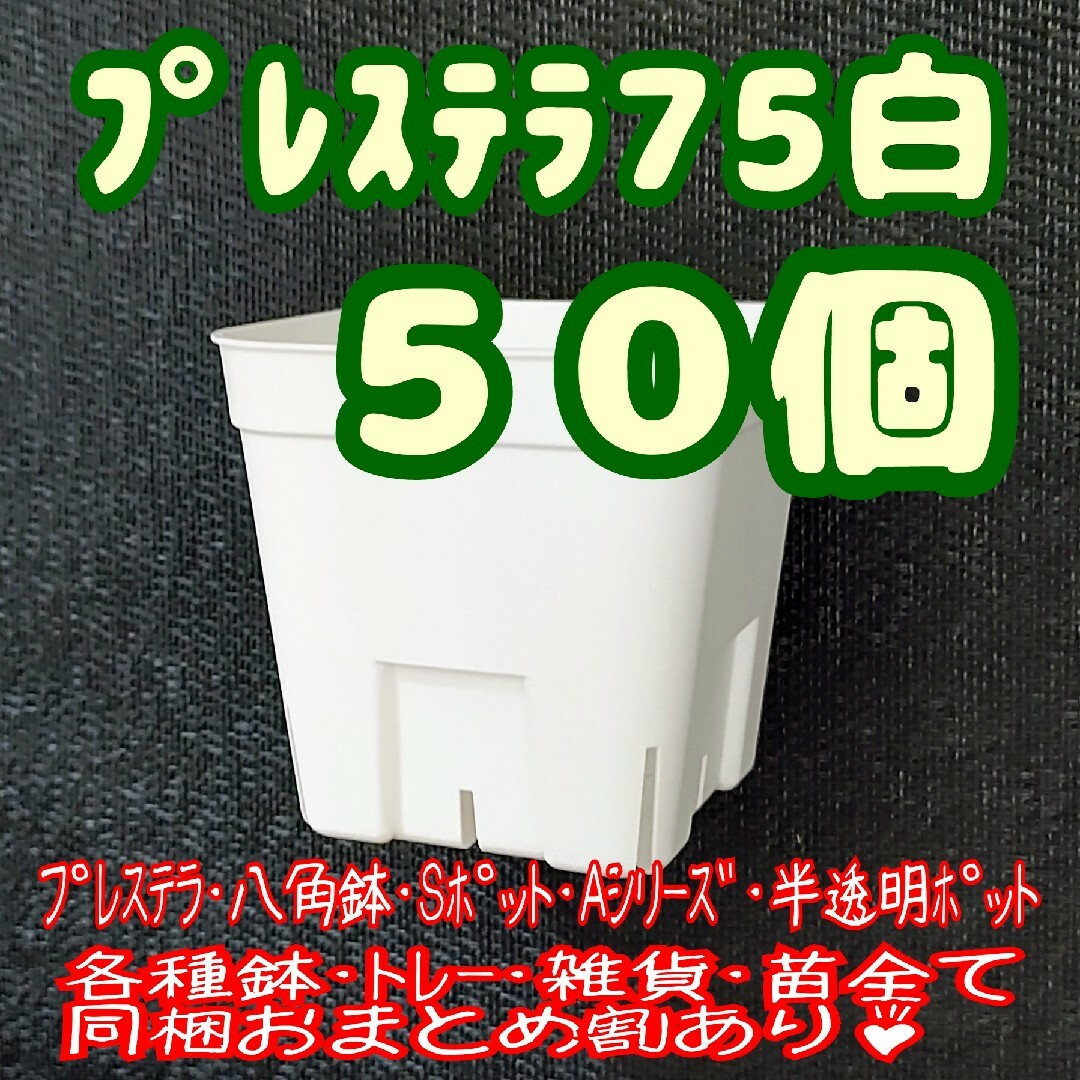 【スリット鉢】プレステラ75白50個 多肉植物 プラ鉢 ハンドメイドのフラワー/ガーデン(プランター)の商品写真