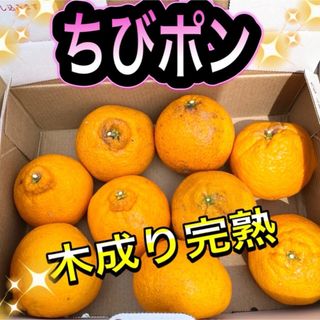 デコポン　不知火　小玉食べきりサイズ　1キロ ご家庭用(フルーツ)