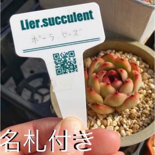 エケベリア　ポーラローズ　名札付き　多肉植物　リエール苗　抜き苗(その他)