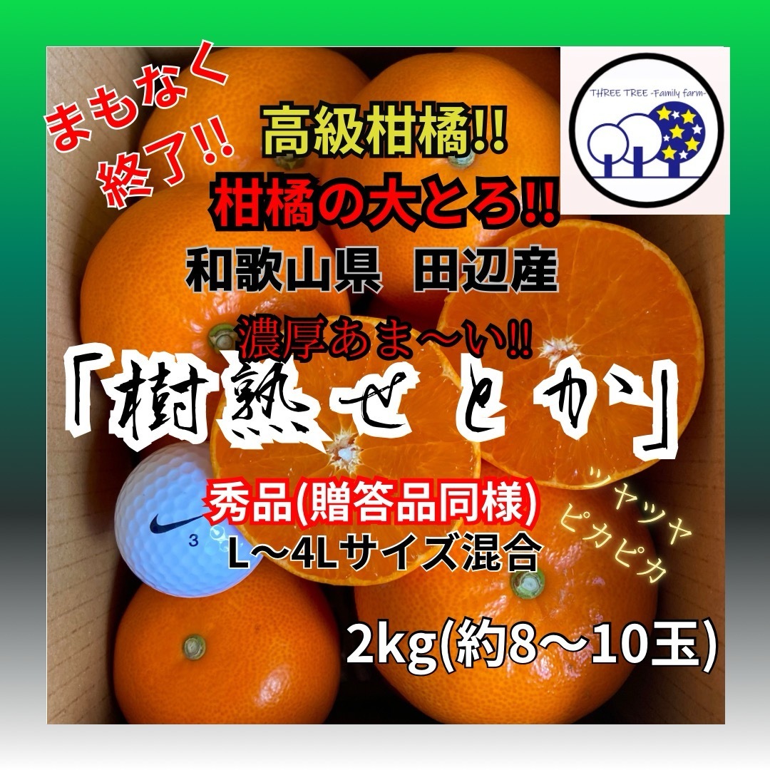 ⑦数量限定!和歌山県田辺産 せとか オレンジ みかん 蜜柑 柑橘 秀品2kg 食品/飲料/酒の食品(フルーツ)の商品写真