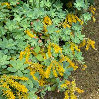 多肉植物　薄化粧　カット苗(その他)