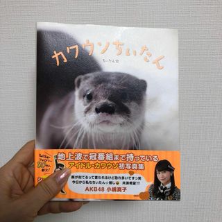 カワウソ ちぃたん シール付き 本 かわうそ カワウソ 写真 ちぃたん☆(趣味/スポーツ/実用)