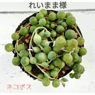 〈ネコポス〉抜き苗 根付き グリーンネックレス 多肉 寄せ植え ハンギング(その他)