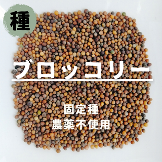 【種】ブロッコリー　無農薬　30粒(野菜)