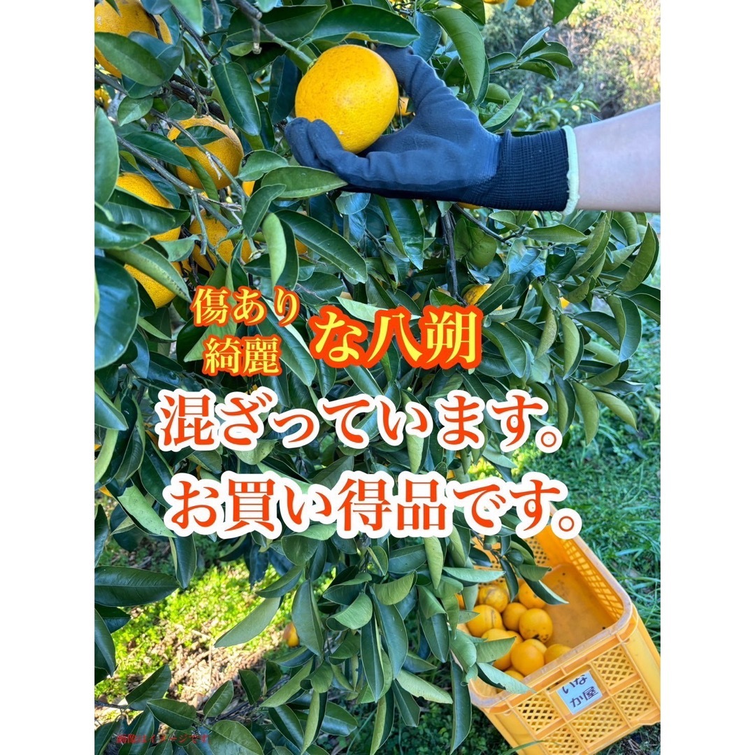 八朔　家庭用　数量限定　加工用　b品　セール 食品/飲料/酒の食品(フルーツ)の商品写真