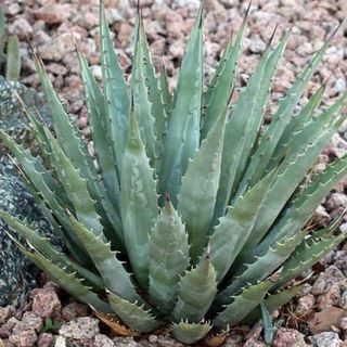 アガベ　グラシリペス　Agave  gracilipes 2株　チタノタ(その他)