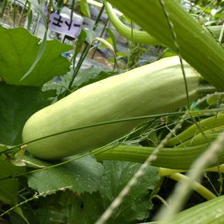 ズッキーニ（エメラルド）種　15粒 　無農薬栽培(野菜)