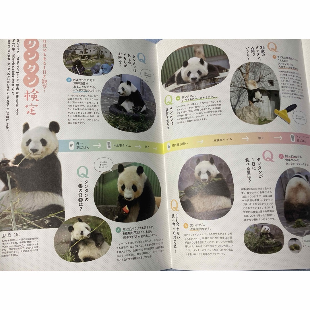 タンタン　神戸王子動物園 Habataki特集号　物語の中のパンダ　フライヤー エンタメ/ホビーのコレクション(印刷物)の商品写真