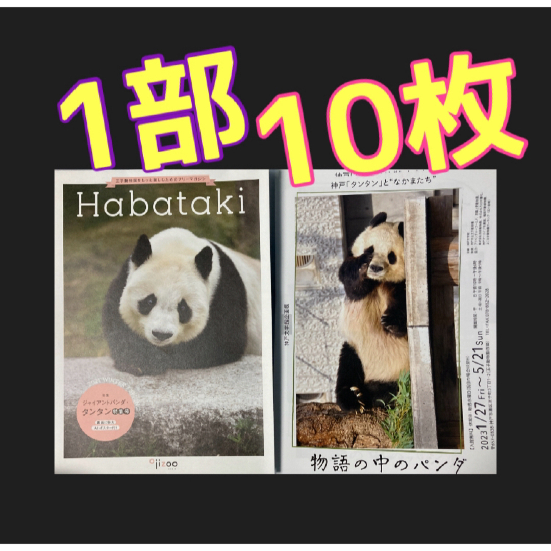 タンタン　神戸王子動物園 Habataki特集号　物語の中のパンダ　フライヤー エンタメ/ホビーのコレクション(印刷物)の商品写真