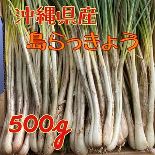 当日収穫　沖縄県産島らっきょう　500g 土・根付(野菜)