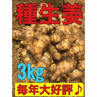 種生姜3kg(野菜)