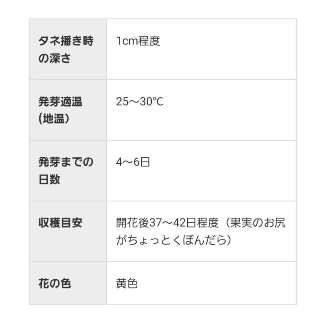 黒小玉スイカの種　自然農法で育成、採種した国産の種　小ぶり　家庭菜園向き 食品/飲料/酒の食品(野菜)の商品写真