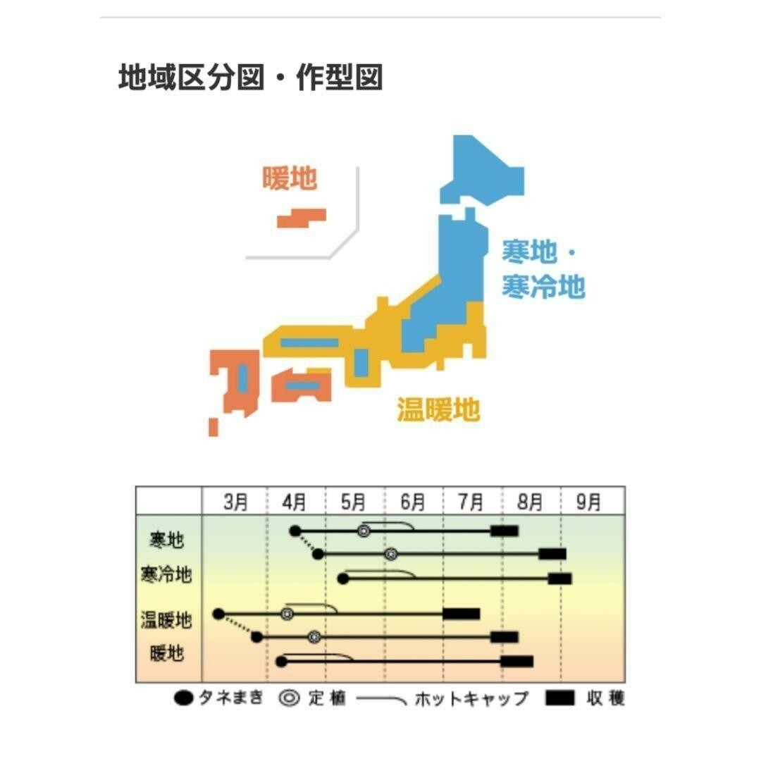 黒小玉スイカの種　自然農法で育成、採種した国産の種　小ぶり　家庭菜園向き 食品/飲料/酒の食品(野菜)の商品写真