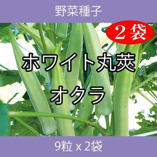 野菜種子 EAS ホワイト丸莢オクラ 9粒 x 2袋(野菜)