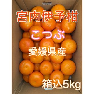 【残り僅か‼︎】愛媛県産 宮内伊予柑 小粒（2S）箱込み5kg(フルーツ)