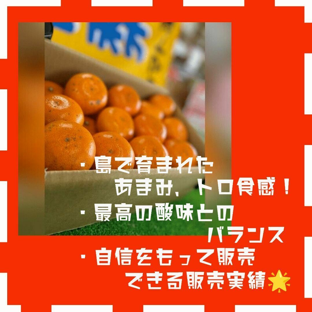 みかんバカの せとか 家庭用3Kg 食品/飲料/酒の食品(フルーツ)の商品写真