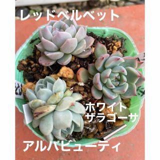 多肉植物　レッドベルベット　アルバビューティ(その他)