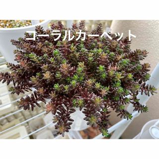 多肉　セダム　寄せ植え　コーラルカーペット　20カット(その他)