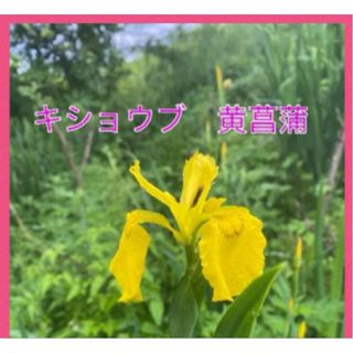 黄菖蒲  菖蒲科　球根 キショウブ 黄色の花 球根　30個以上(プランター)