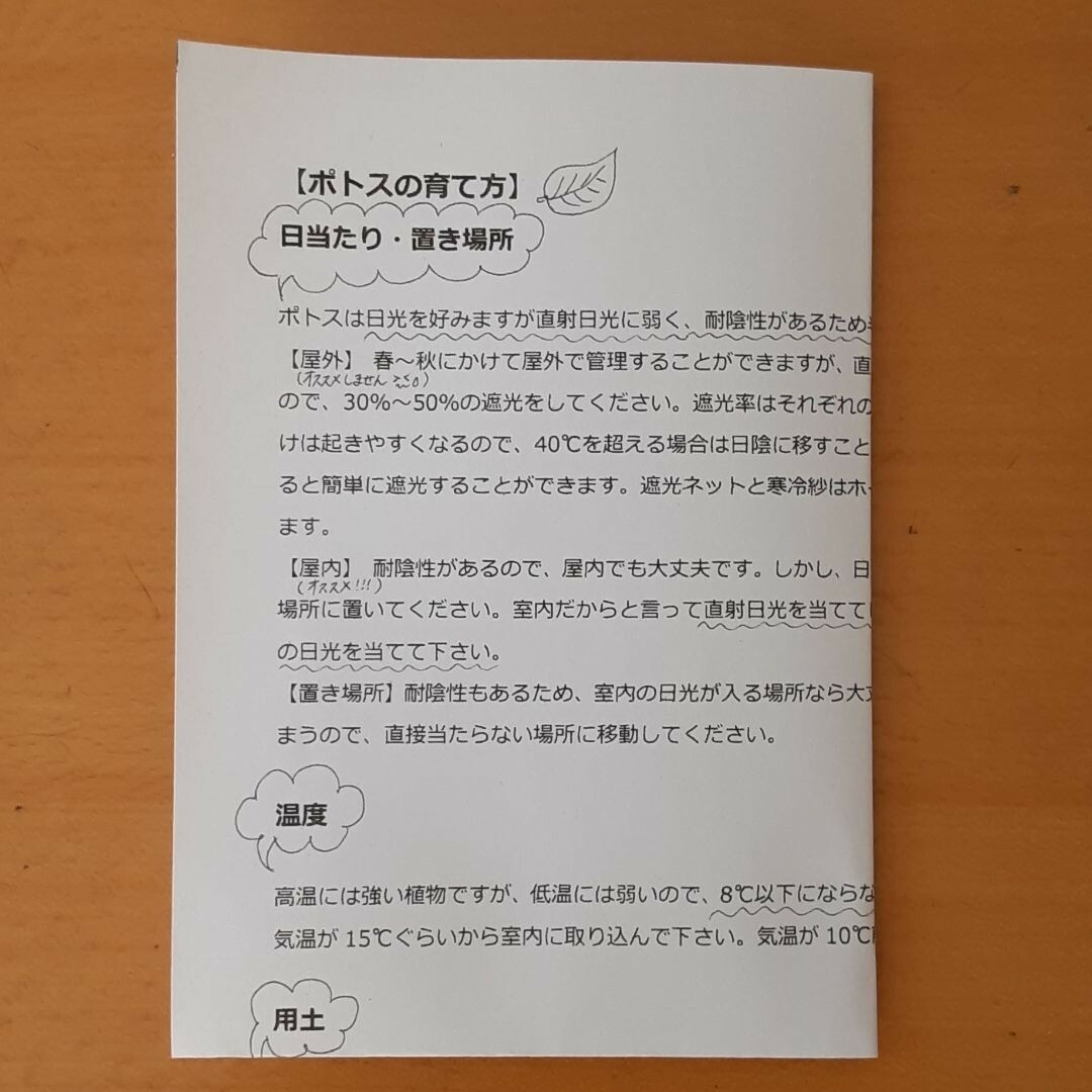 観葉植物　ポトス　カット苗 インテリア/住まい/日用品のインテリア/住まい/日用品 その他(その他)の商品写真