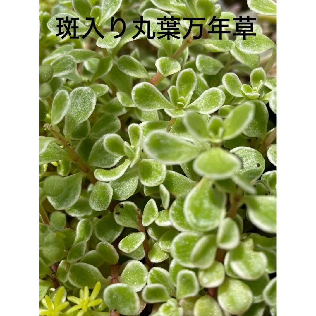 多肉　セダム　寄せ植え　斑入り丸葉万年草　20カット ハンドメイドのフラワー/ガーデン(その他)の商品写真